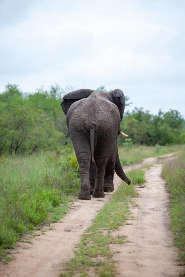 Африканский слон. Фото Free for commercial use, No attribution required. Бесплатное стоковое фото для свободного скачивания