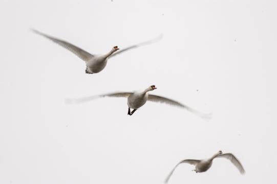 птицы летят. Фото Free for commercial use, No attribution required. Бесплатное стоковое фото для свободного скачивания