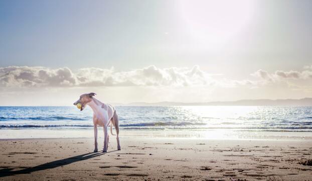 Собака на пляже. Фото Free for commercial use, No attribution required. Бесплатное стоковое фото для свободного скачивания