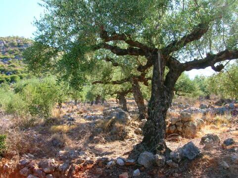 Оливковые деревья. Фото Свободно для коммерческого использования, Атрибуция не требуется. Бесплатное стоковое фото для свободного скачивания