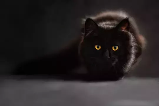 Коричнево-черная кошка. Фото Free for commercial use, No attribution required. Бесплатное стоковое фото для свободного скачивания