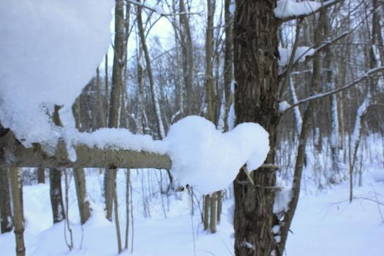 Зимний лес без солнца. Фото Free for commercial use, No attribution required. Бесплатное стоковое фото для свободного скачивания