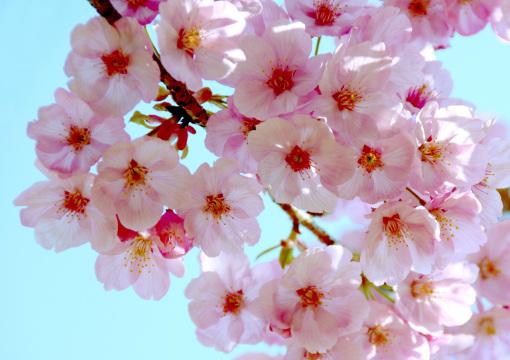 Цветет японская вишня. Фото Свободно для коммерческого использования, Атрибуция не требуется. Бесплатное стоковое фото для свободного скачивания