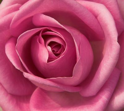 Розовая роза (9). Фото Свободно для коммерческого использования, Атрибуция не требуется. Бесплатное стоковое фото для свободного скачивания
