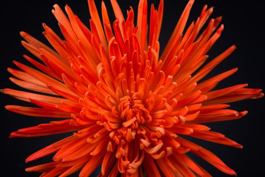 Оранжевый цветок (2). Фото Свободно для коммерческого использования, Атрибуция не требуется. Бесплатное стоковое фото для свободного скачивания
