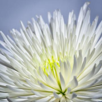 Белый цветок (2). Фото Свободно для коммерческого использования, Атрибуция не требуется. Бесплатное стоковое фото для свободного скачивания