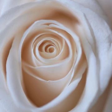 Белая роза (2). Фото Свободно для коммерческого использования, Атрибуция не требуется. Бесплатное стоковое фото для свободного скачивания