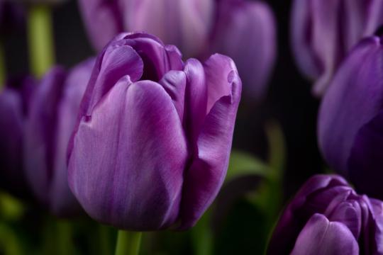 Фиолетовые тюльпаны. Фото Свободно для коммерческого использования, Атрибуция не требуется. Бесплатное стоковое фото для свободного скачивания