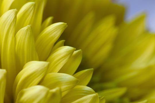 Желтые лепестки цветка. Фото Свободно для коммерческого использования, Атрибуция не требуется. Бесплатное стоковое фото для свободного скачивания