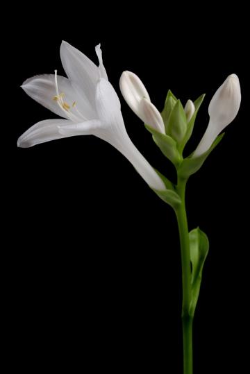 Белый цветок на черном фоне. Фото Free for commercial use, No attribution required. Бесплатное стоковое фото для свободного скачивания