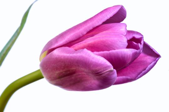 Один розовый тюльпан. Фото Свободно для коммерческого использования, Атрибуция не требуется. Бесплатное стоковое фото для свободного скачивания