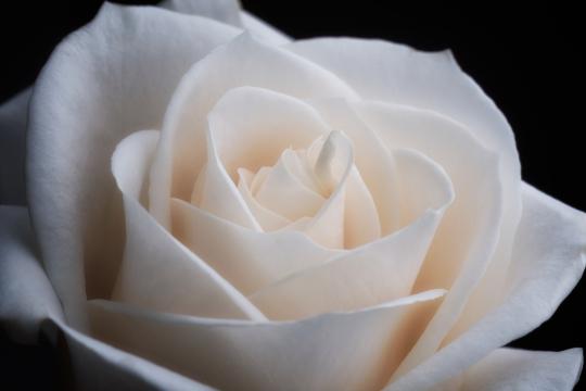 Белая роза крупным планом. Фото Свободно для коммерческого использования, Атрибуция не требуется. Бесплатное стоковое фото для свободного скачивания