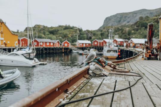норвегия рыбалка. Фото Free for commercial use, No attribution required. Бесплатное стоковое фото для свободного скачивания