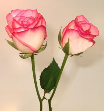 Розовые розы (9). Фото Свободно для коммерческого использования, Атрибуция не требуется. Бесплатное стоковое фото для свободного скачивания