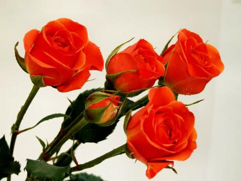 Оранжевые розы (3). Фото Свободно для коммерческого использования, Атрибуция не требуется. Бесплатное стоковое фото для свободного скачивания