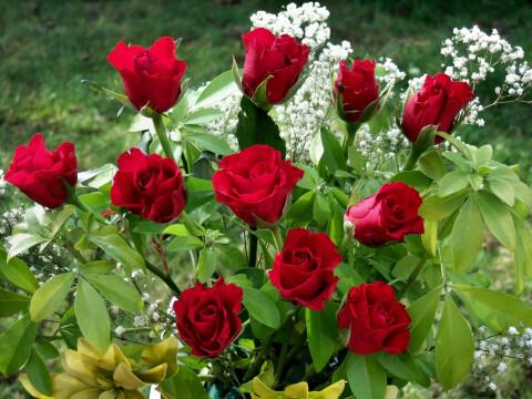 Красные розы (4). Фото Свободно для коммерческого использования, Атрибуция не требуется. Бесплатное стоковое фото для свободного скачивания