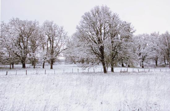 Зимние деревья. Фото Free for commercial use, No attribution required. Бесплатное стоковое фото для свободного скачивания