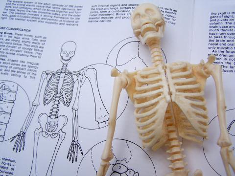 Исследование скелета. Фото Свободно для коммерческого использования, Атрибуция не требуется. Бесплатное стоковое фото для свободного скачивания