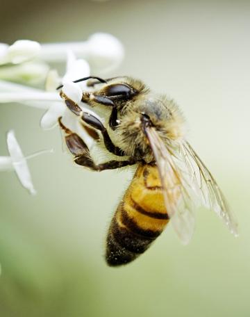 Пчела (6). Фото Свободно для коммерческого использования, Атрибуция не требуется. Бесплатное стоковое фото для свободного скачивания