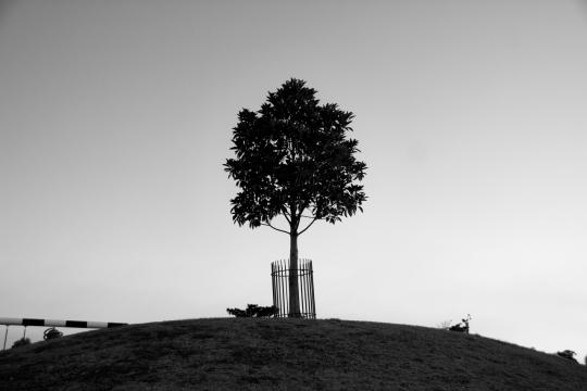 Одиночное дерево Природа. Фото Free for commercial use, No attribution required. Бесплатное стоковое фото для свободного скачивания