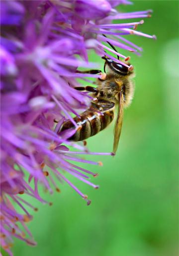 Пчела на цветке. Фото Free for commercial use, No attribution required. Бесплатное стоковое фото для свободного скачивания