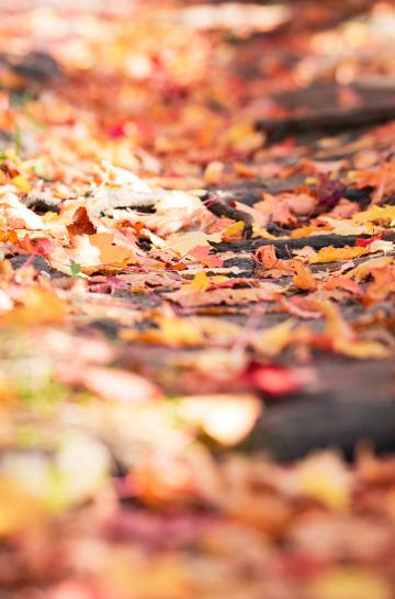 Осенние листья (23). Фото Свободно для коммерческого использования, Атрибуция не требуется. Бесплатное стоковое фото для свободного скачивания