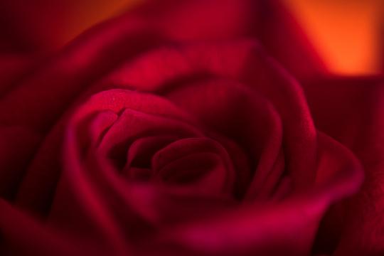 Красная роза. Фото Free for commercial use, No attribution required. Бесплатное стоковое фото для свободного скачивания