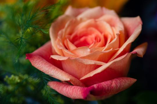 Цветок розы. Фото Free for commercial use, No attribution required. Бесплатное стоковое фото для свободного скачивания