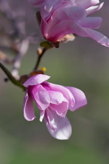 Розовый цветок. Фото Free for commercial use, No attribution required. Бесплатное стоковое фото для свободного скачивания