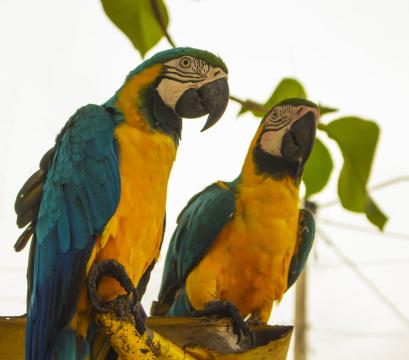 Статика попугаев ара. Фото Свободно для коммерческого использования, Атрибуция не требуется. Бесплатное стоковое фото для свободного скачивания