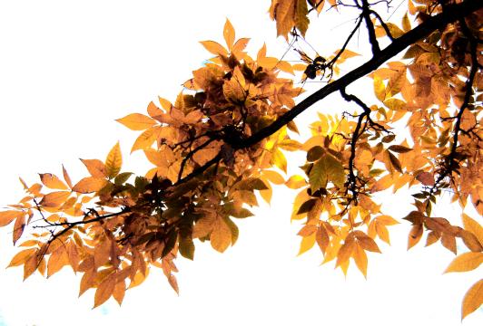 Осенняя ветка. Фото Свободно для коммерческого использования, Атрибуция не требуется. Бесплатное стоковое фото для свободного скачивания