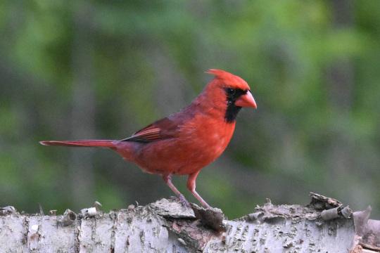 Красная птица в лучах солнца. Фото Free for commercial use, No attribution required. Бесплатное стоковое фото для свободного скачивания