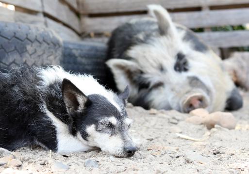 Мать-свинья спит рядом с собакой на ферме. Фото Free for commercial use, No attribution required. Бесплатное стоковое фото для свободного скачивания