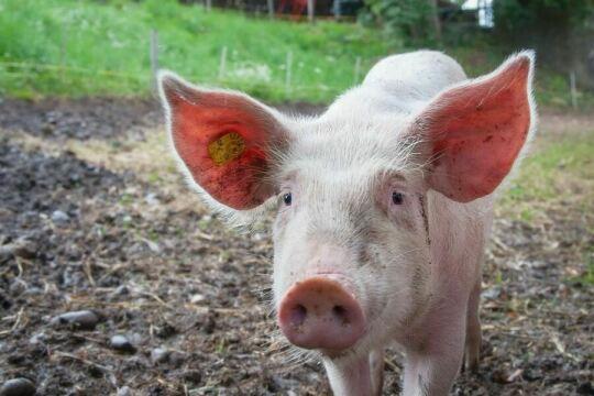 Фермерская свинья с большими ушами. Фото Свободно для коммерческого использования, Атрибуция не требуется. Бесплатное стоковое фото для свободного скачивания