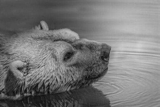 Черно-белый медведь плавает. Фото Свободно для коммерческого использования, Атрибуция не требуется. Бесплатное стоковое фото для свободного скачивания