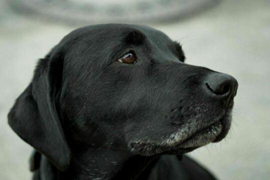 Грустная черная собака. Фото Free for commercial use, No attribution required. Бесплатное стоковое фото для свободного скачивания