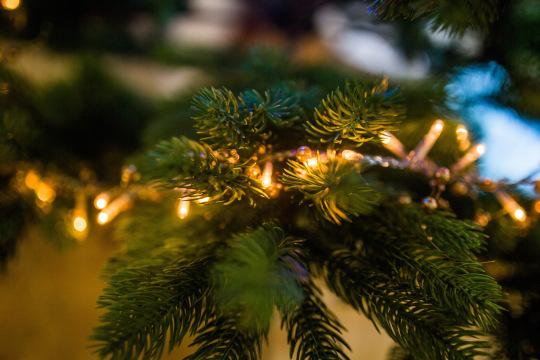 Рождественская елка (28). Фото Свободно для коммерческого использования, Атрибуция не требуется. Бесплатное стоковое фото для свободного скачивания