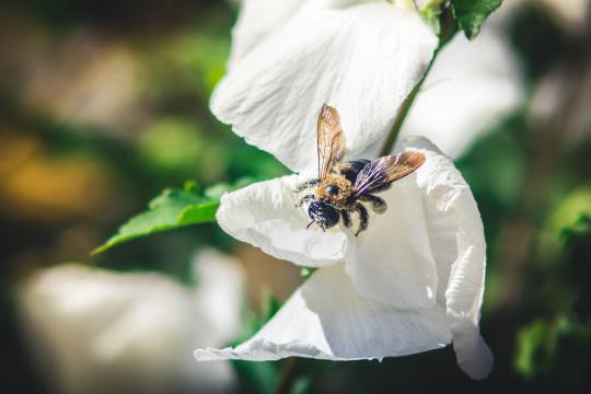 Пчела на цветке (12). Фото Свободно для коммерческого использования, Атрибуция не требуется. Бесплатное стоковое фото для свободного скачивания
