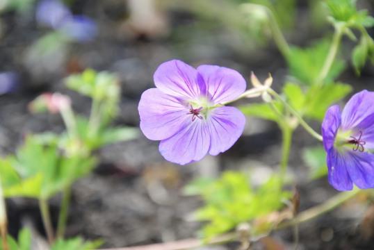 Фиолетовый цветок (12). Фото Свободно для коммерческого использования, Атрибуция не требуется. Бесплатное стоковое фото для свободного скачивания