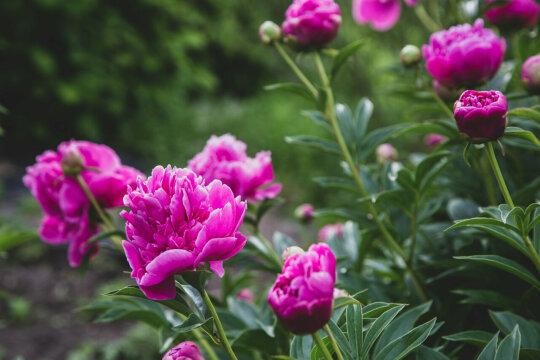 Розовый цветущий сад. Фото Free for commercial use, No attribution required. Бесплатное стоковое фото для свободного скачивания