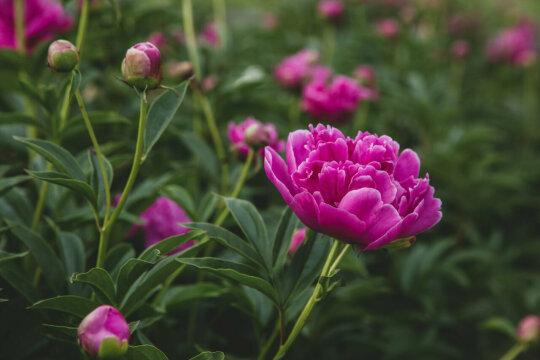 Розовый цветущий сад. Фото Free for commercial use, No attribution required. Бесплатное стоковое фото для свободного скачивания