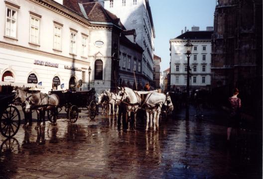 Лошади в Вене. Фото Свободно для коммерческого использования, Атрибуция не требуется. Бесплатное стоковое фото для свободного скачивания