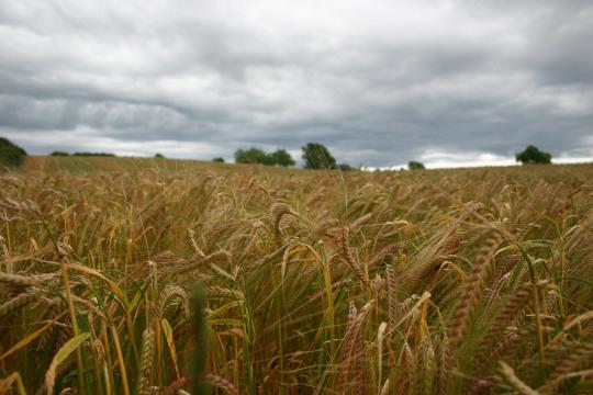 Колышущаяся пшеница. Фото Свободно для коммерческого использования, Атрибуция не требуется. Бесплатное стоковое фото для свободного скачивания