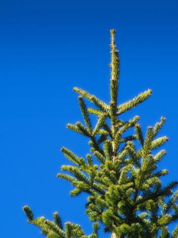 Небо.  Дерево. Фото Free for commercial use, No attribution required. Бесплатное стоковое фото для свободного скачивания