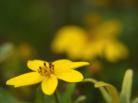 Желтый цветок (3). Фото Свободно для коммерческого использования, Атрибуция не требуется. Бесплатное стоковое фото для свободного скачивания