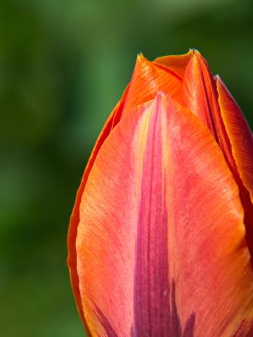 Цветок тюльпана крупным планом. Фото Free for commercial use, No attribution required. Бесплатное стоковое фото для свободного скачивания