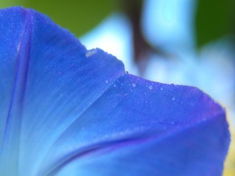 Синий лепесток цветка. Фото Free for commercial use, No attribution required. Бесплатное стоковое фото для свободного скачивания