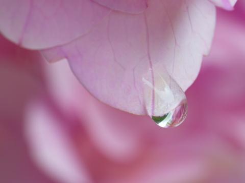 Розовый лепесток цветка. Фото Free for commercial use, No attribution required. Бесплатное стоковое фото для свободного скачивания