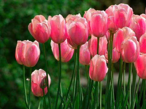 Ярко-розовые тюльпаны. Фото Free for commercial use, No attribution required. Бесплатное стоковое фото для свободного скачивания