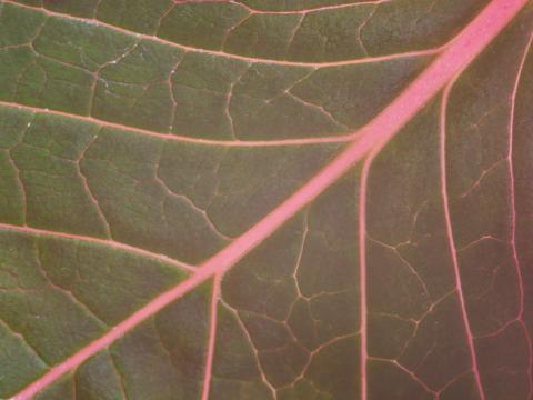 Текстура листьев крупным планом. Фото Free for commercial use, No attribution required. Бесплатное стоковое фото для свободного скачивания